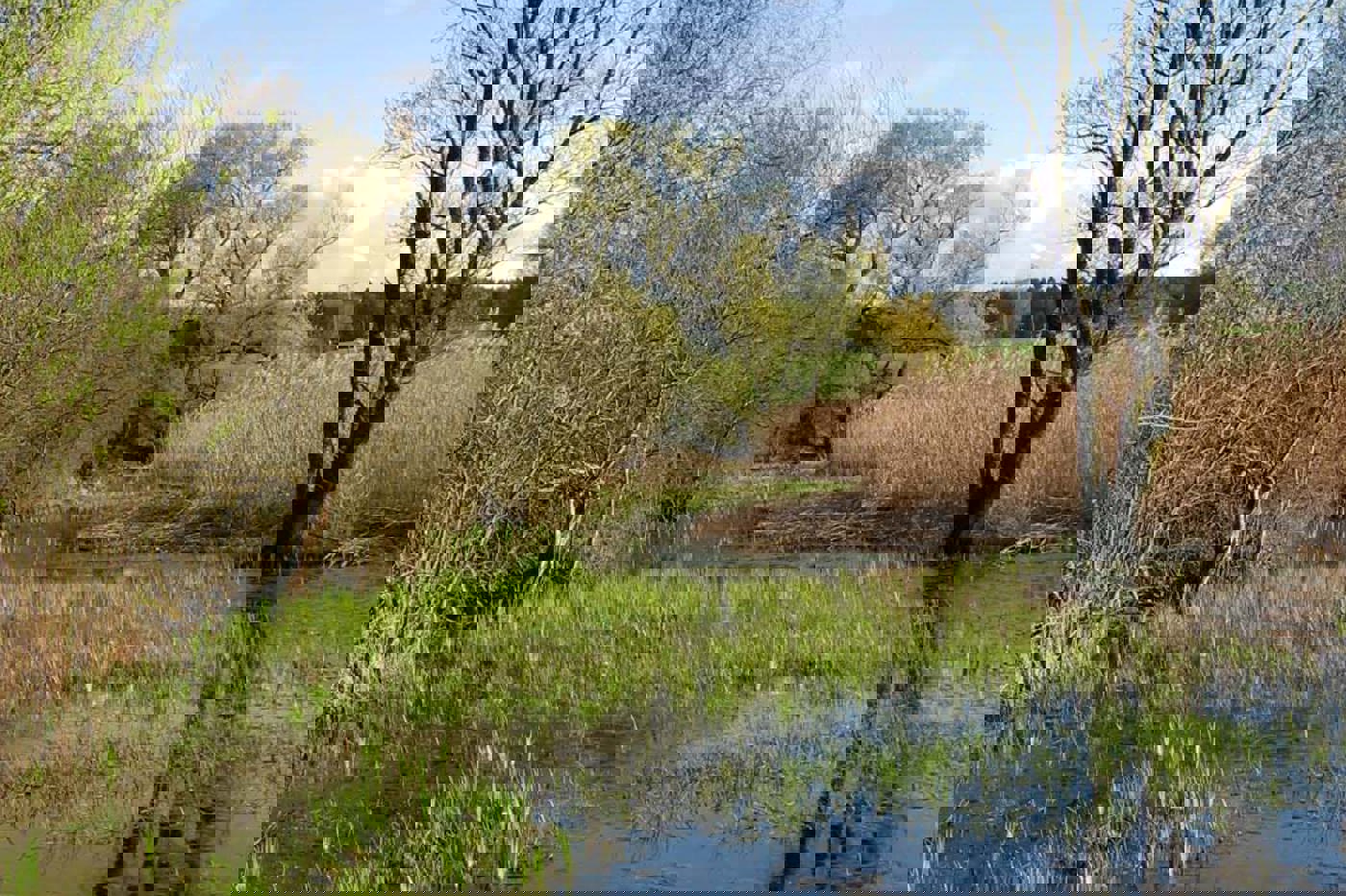 Fast die Hälfte des Schutzgebietes Wengimoos ist Sumpfland. © Daniel Friedli