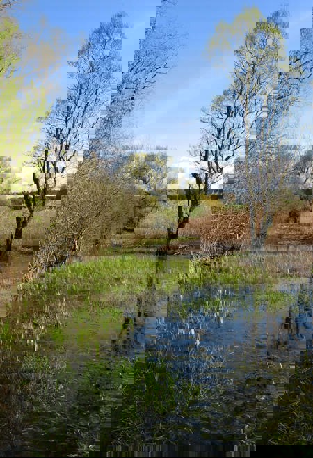 Am Anfang war der Kiebitz