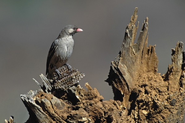 HO Honiganzeiger Fotofinder