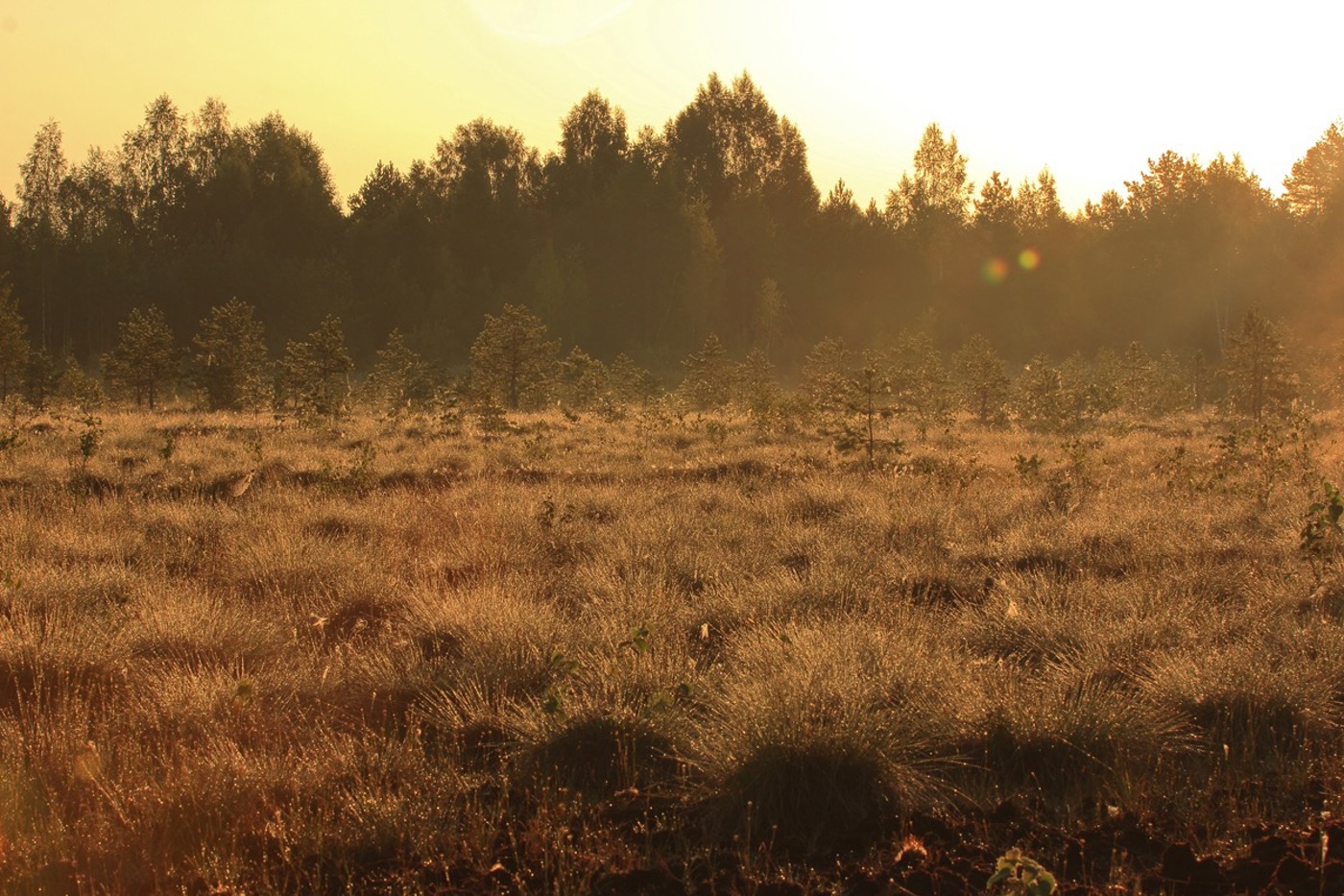 Im degenerierten Pūsčia-Moor in Litauen laufen umfangreiche Renaturierungsmassnahmen. © Ž. Sinkevicius