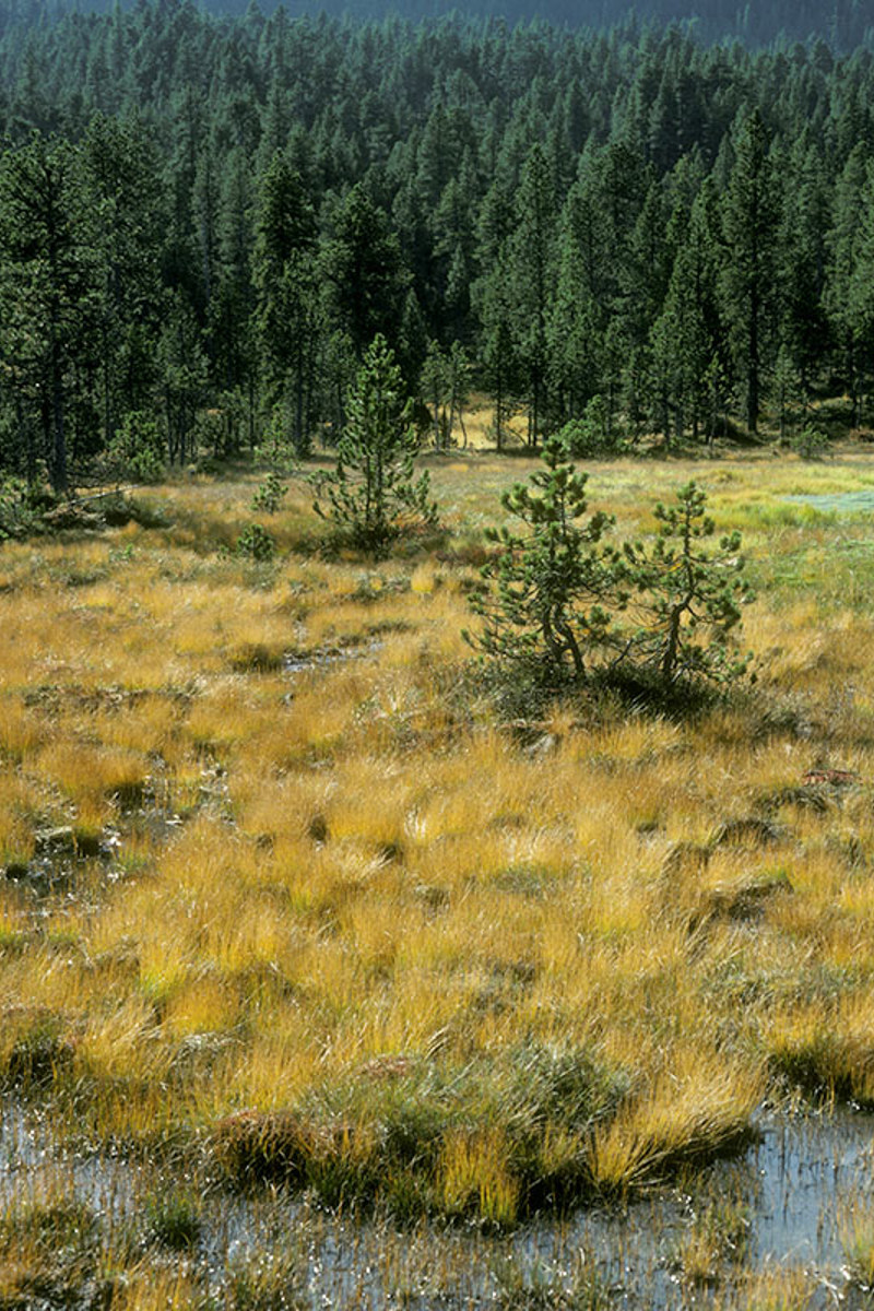 OSL Hochmoor Freschenseeli OW Akrebs