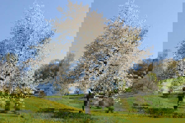 Nsia Farnsberg Kirschbluete SVS