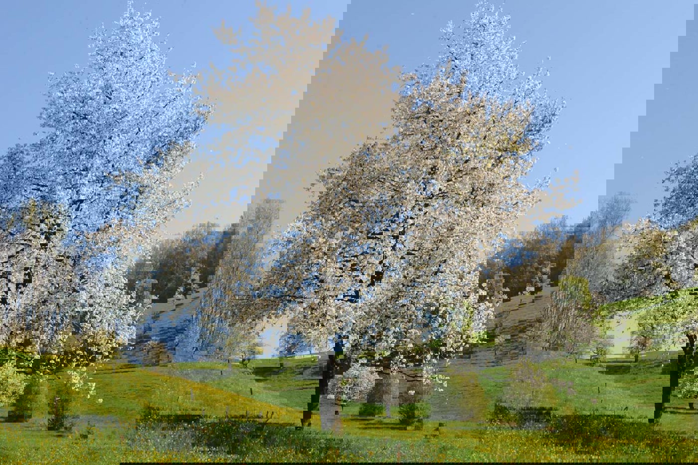 Dank dem Programm «Obstgarten Farnsberg» soll dieser Anblick auch in 50 Jahren noch zu bewundern sein. © SVS