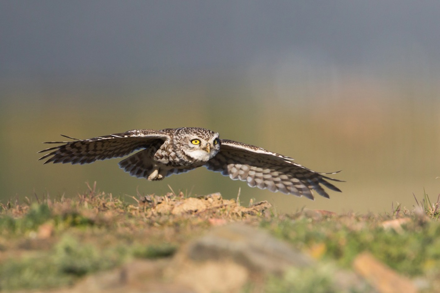 Dank der Artenförderung durch BirdLife Schweiz und seinen Partnern befindet sich der Steinkauz im Aufwind. © Ralph Martin