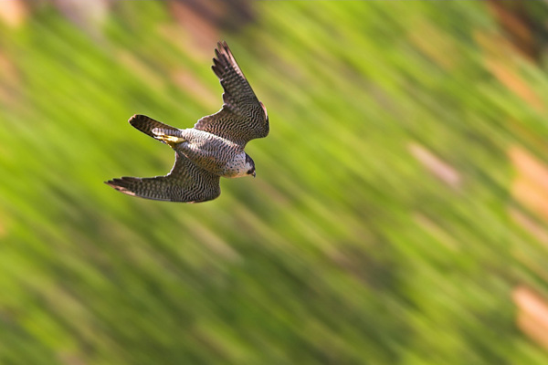 WF Wanderfalke MK2N 16244 Schaef