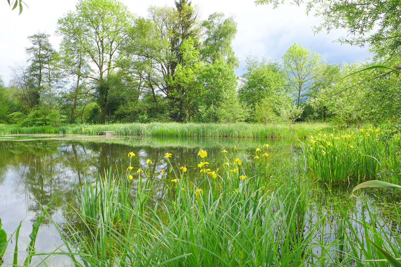 Der Äschweiher wurde 2004 als erster Teich im Rahmen des Projekts gebaut. Inzwischen sind acht zusätzliche Teiche dazugekommen und weitere sind in Planung. © Manfred Steffen