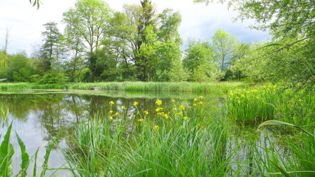 Artenvielfalt dank Karpfen