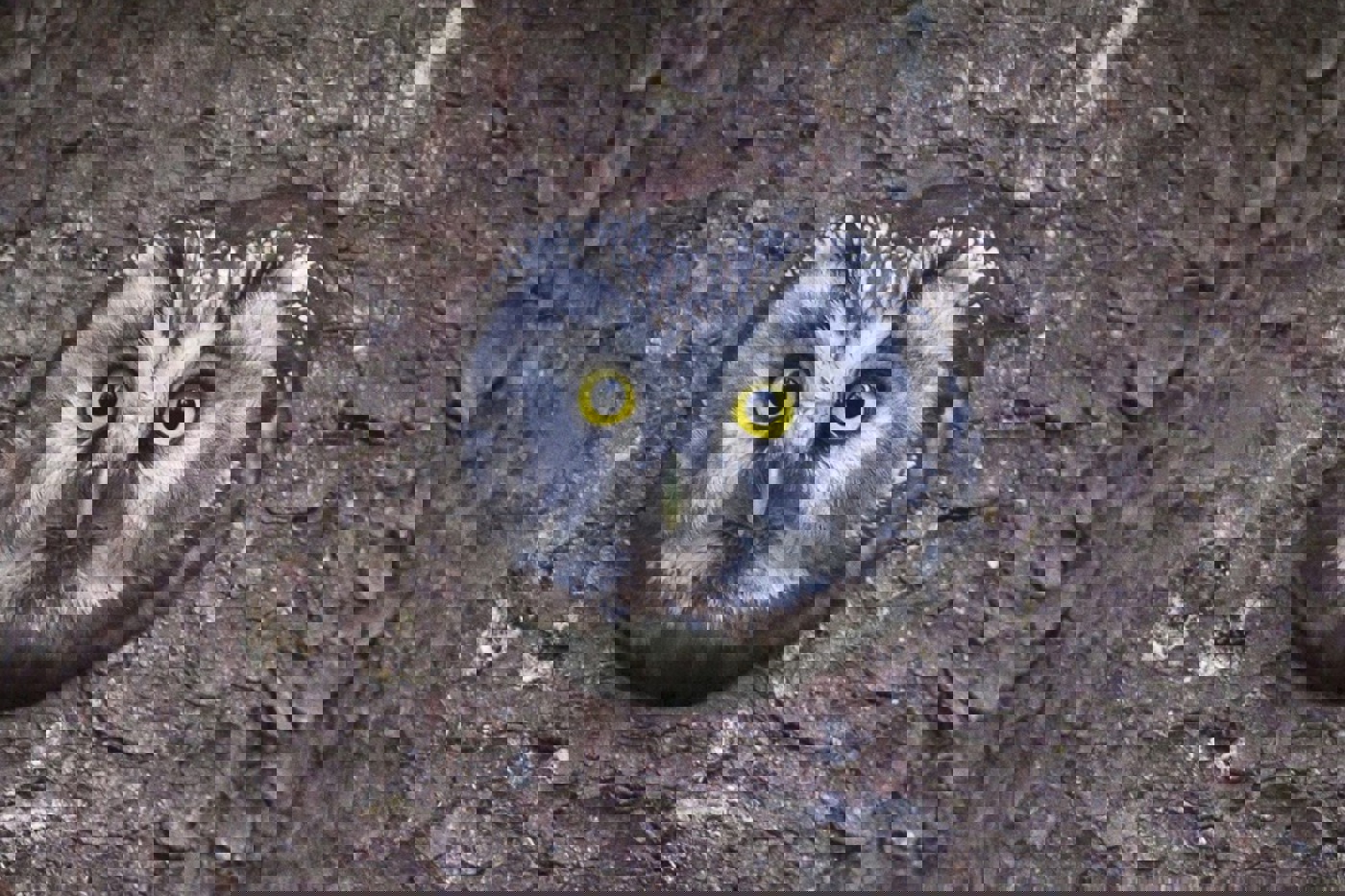 Am liebsten besetzen Raufusskäuze jedes Jahr eine neue Höhle. © Beat Rüegger