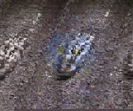 Raufusskäuze ziehen häufig um – aus gutem Grund