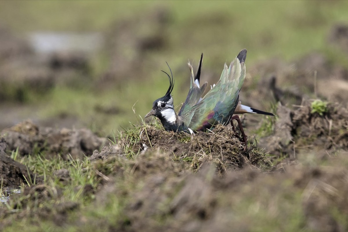 KS Kiebitz Burkhardt Marcel