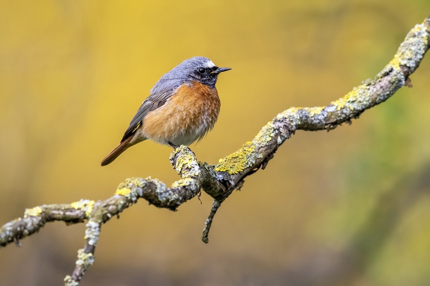 Auf Englisch heisst der Gartenrotschwanz «Common Redstart». Die einst «kommune» Art ist allerdings in vielen Landesteilen rar geworden. © Vincent Legrand