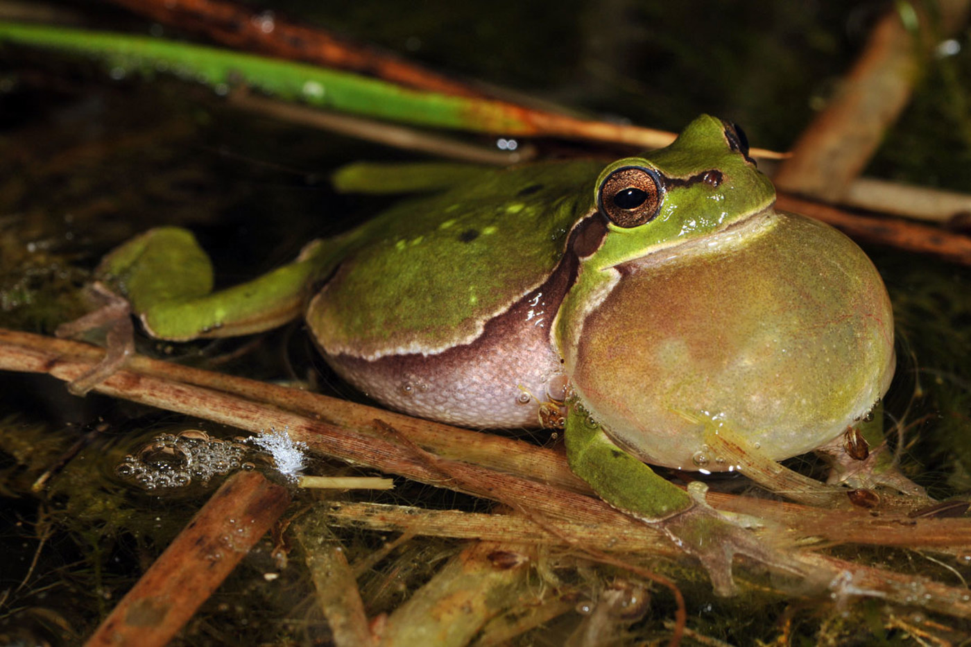 Der Laubfroschbestand an der Saane in den Kantonen Bern und Freiburg konnte dank dem Bau temporärer Gewässer verdoppelt werden. © Andreas Meyer
