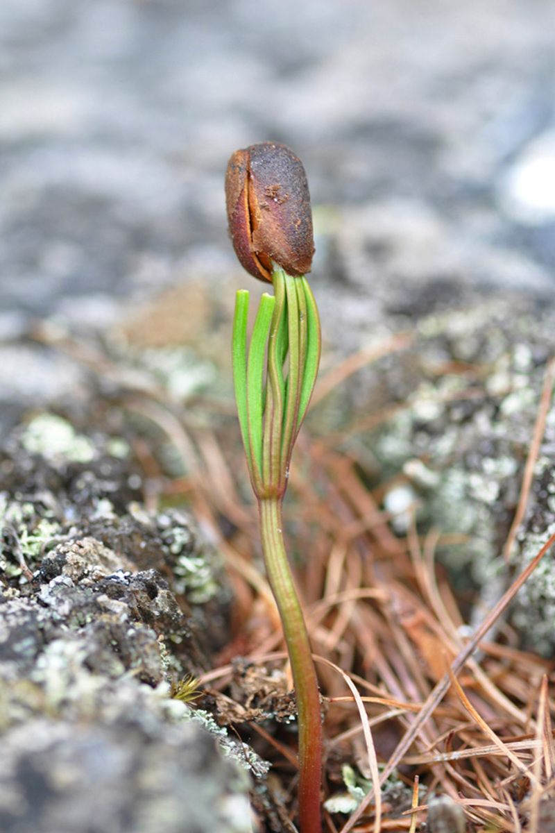 Tannenhaenger Keimling