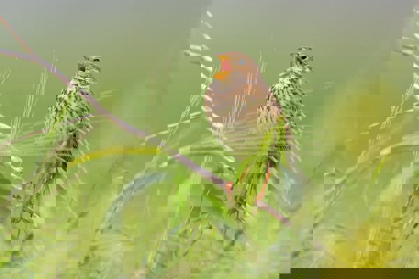 Grauammer 7D2 0071228