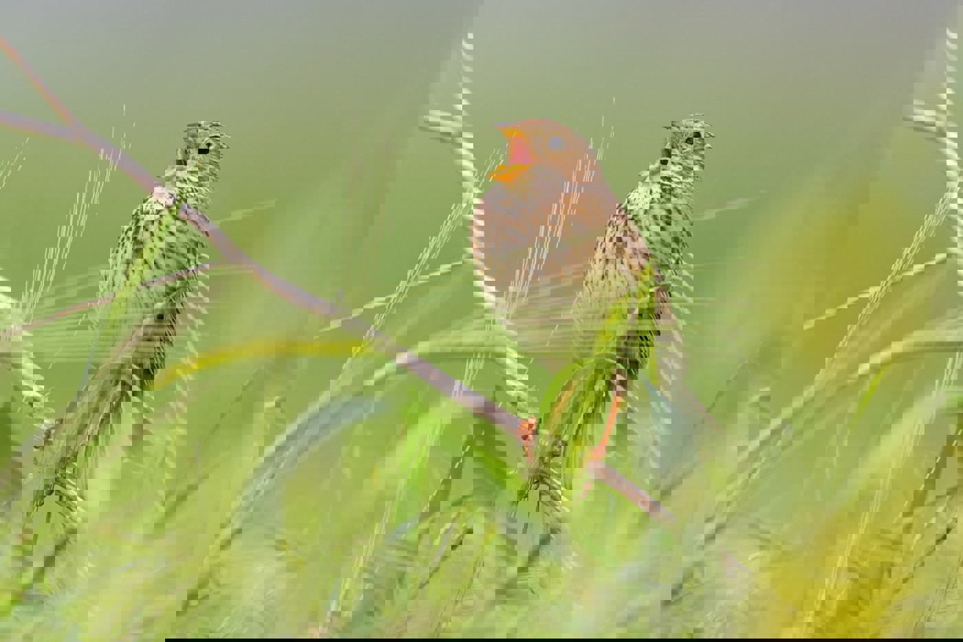 Für den unscheinbaren Kulturlandvogel mit dem klirrenden Gesang sind Massnahmen äusserst dringlich. © Mathias Schäf