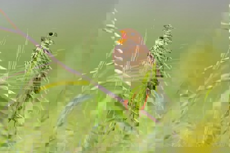 Eins vor zwölf für die Grauammer