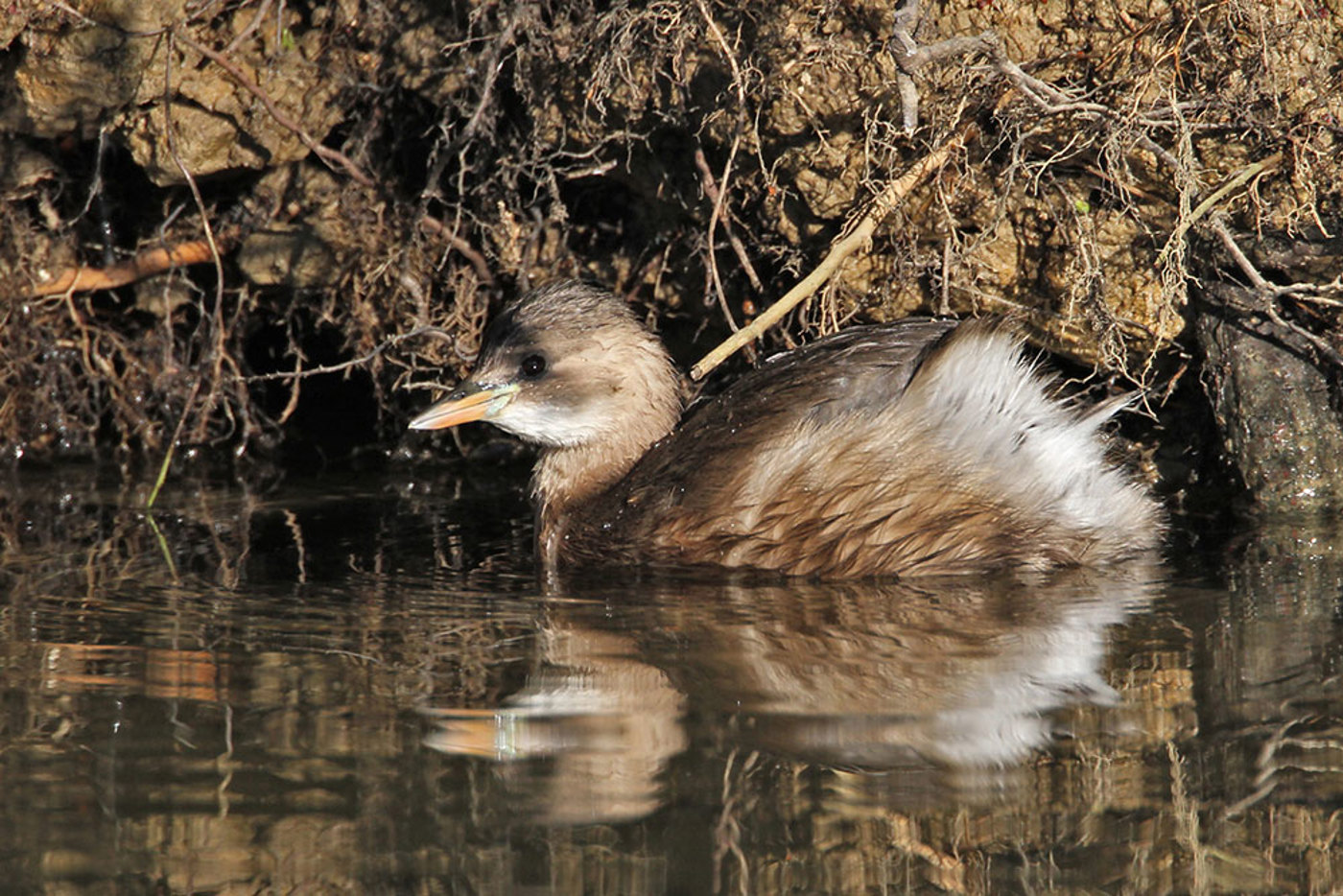 0050 Zwergtaucher 20I SK SW