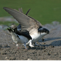 Mehlschwalben Merkblatt