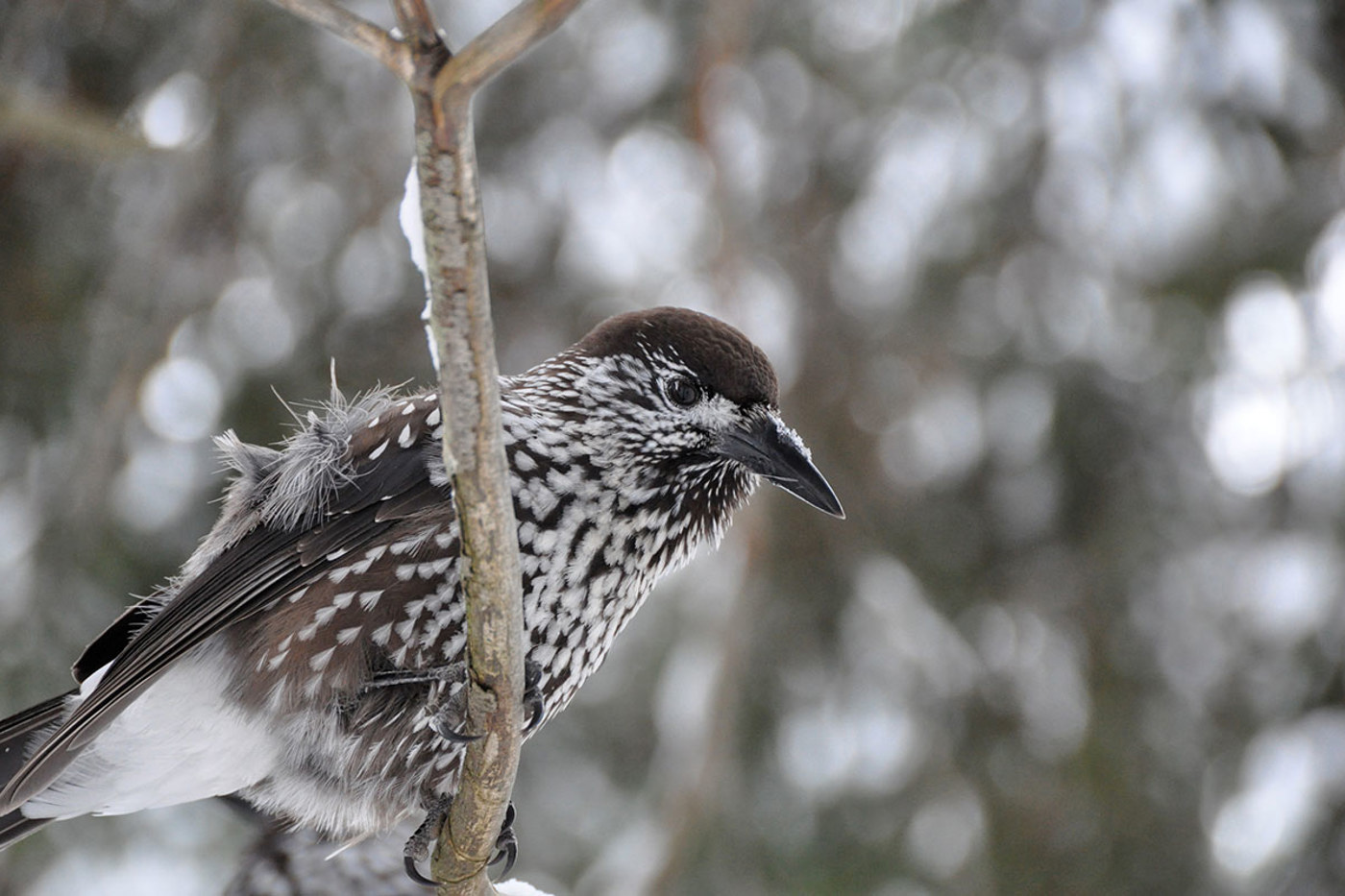 © Markus  Brupbacher