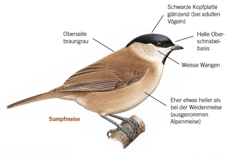 Sumpf- und Weidenmeise