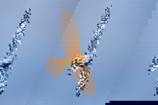 Abb8 Wiesen Adfemale Dobler