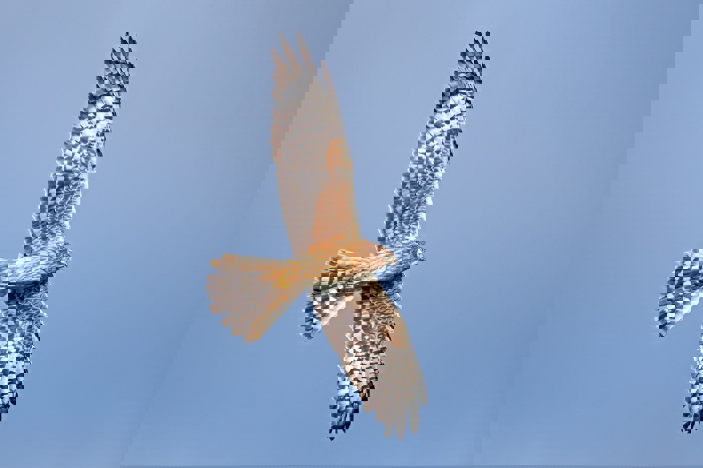 Weibliche Wiesenweihe. © Gerold Dobler