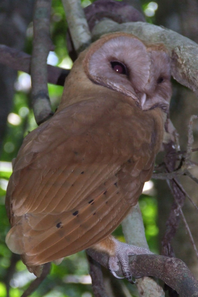 Forests Figurebi1 Tyto Soumagnei Raveloson