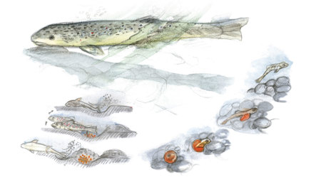 Laichzeit der Forellen