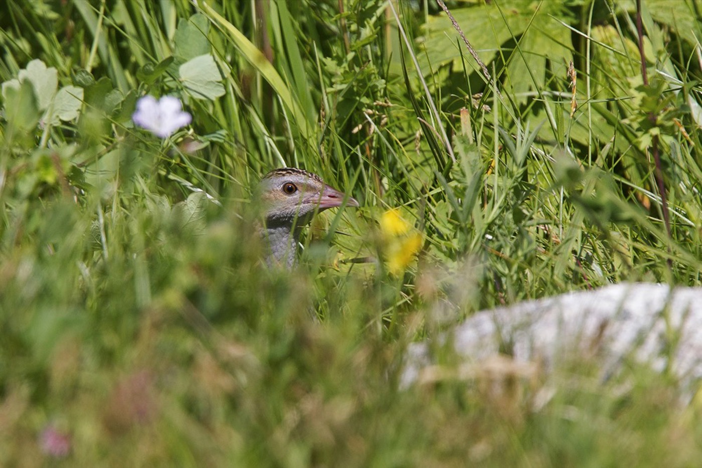 Gesucht: einer der seltensten Brutvögel der Schweiz, der Wachtelkönig. © Beat Rüegger