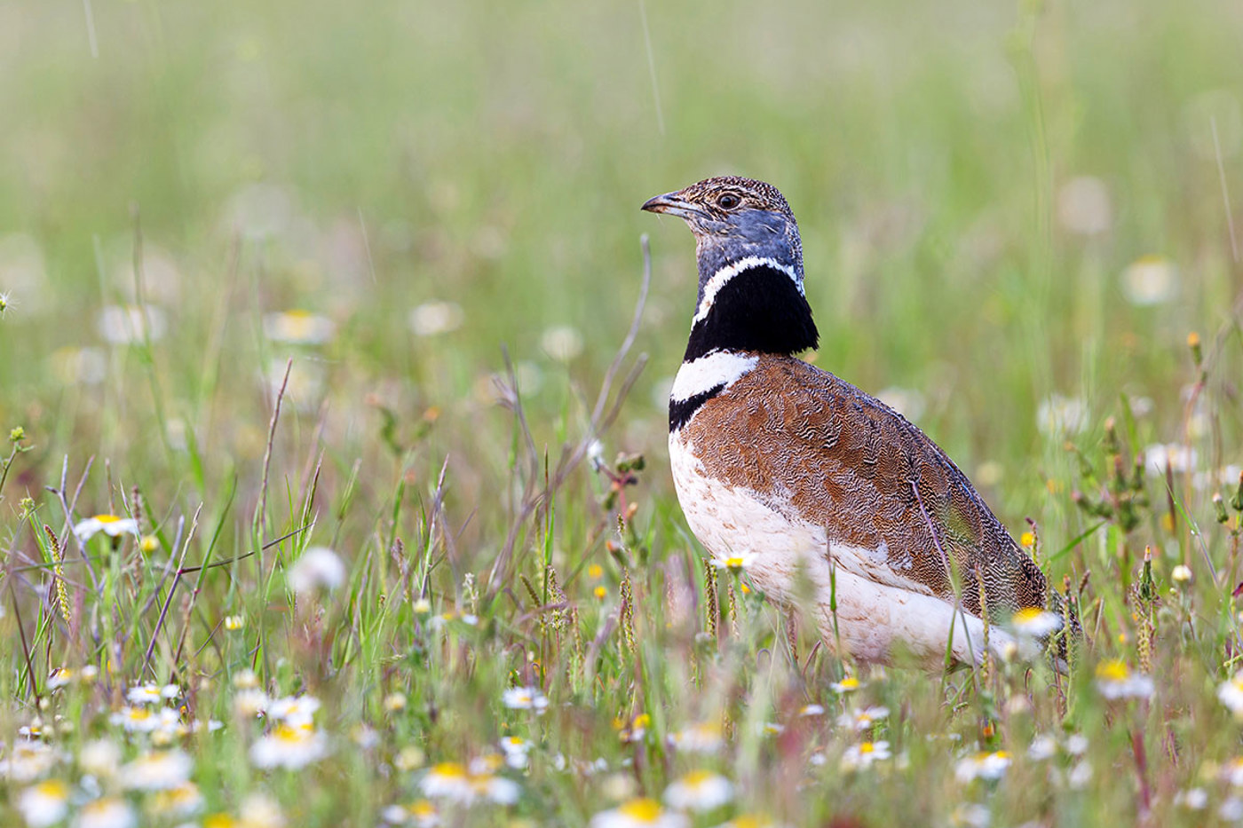 Männchen zur Brutzeit. © Mathias Schäf