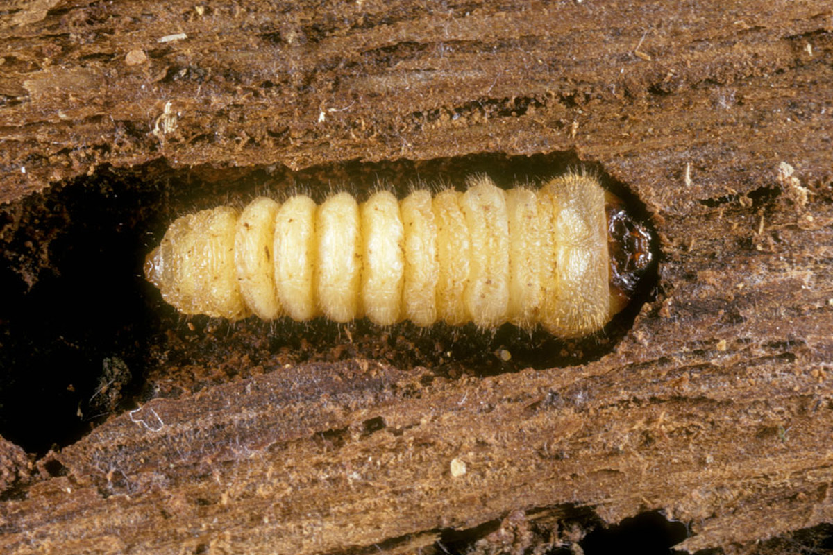 Totholz Plagionotus Larve AK