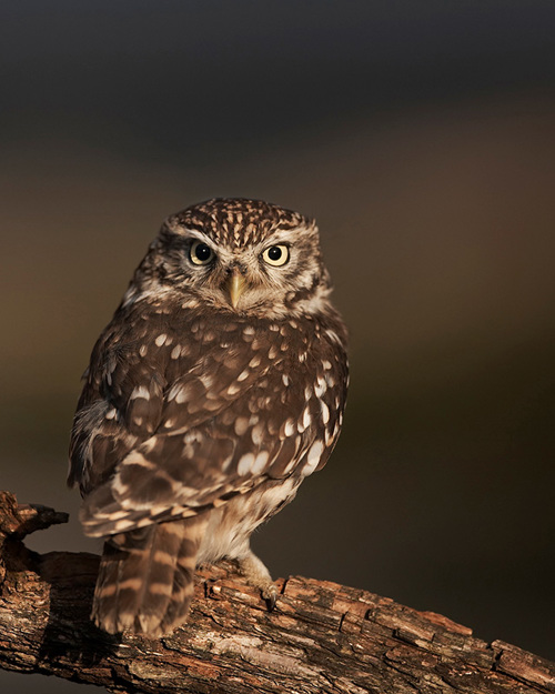 SK Steinkauz Npl 01178839