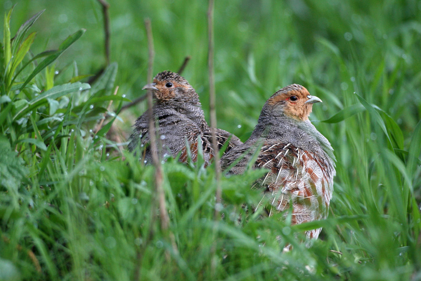 Rebhühner © Dieter Hopf