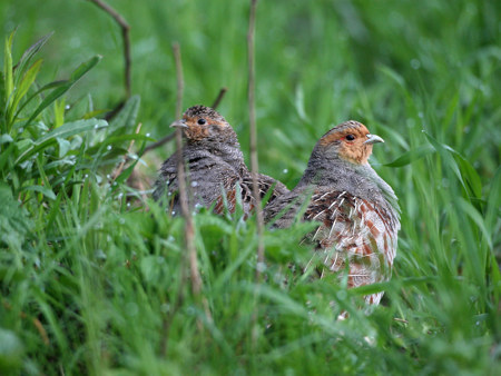 80 Millionen Vögel kartiert