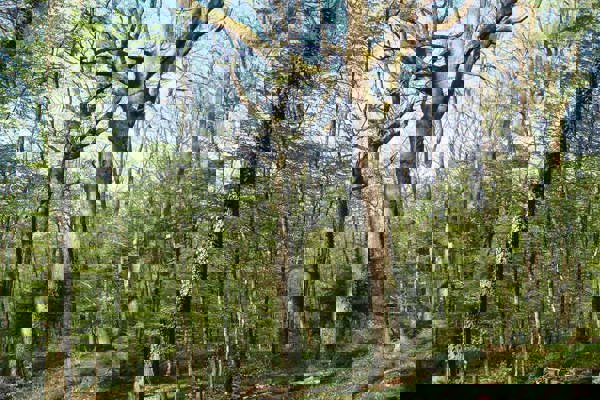 Wald Aufhaenger DSC03325