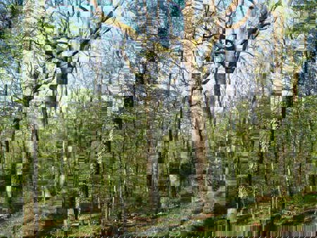 Gemeinsam für vielfältige Wälder