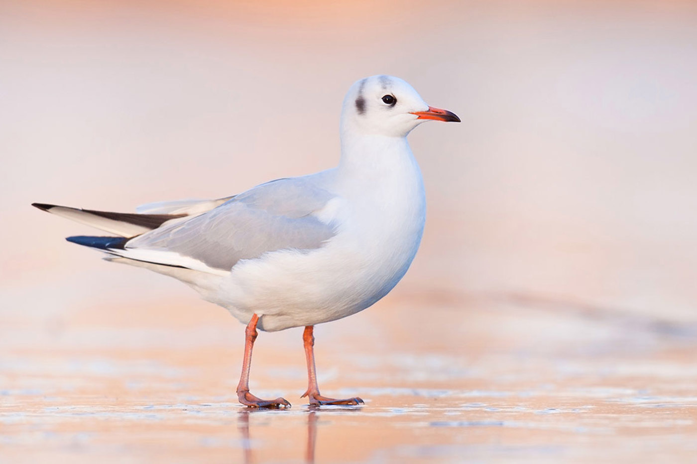 Lachmöwe © Flurin Leugger