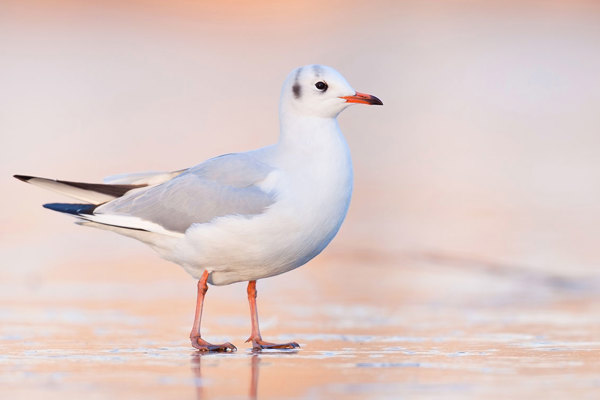 Lachmöwe Flurin Leugger99