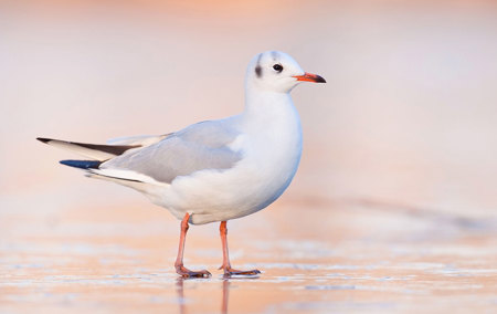 Kreischende Schönheiten