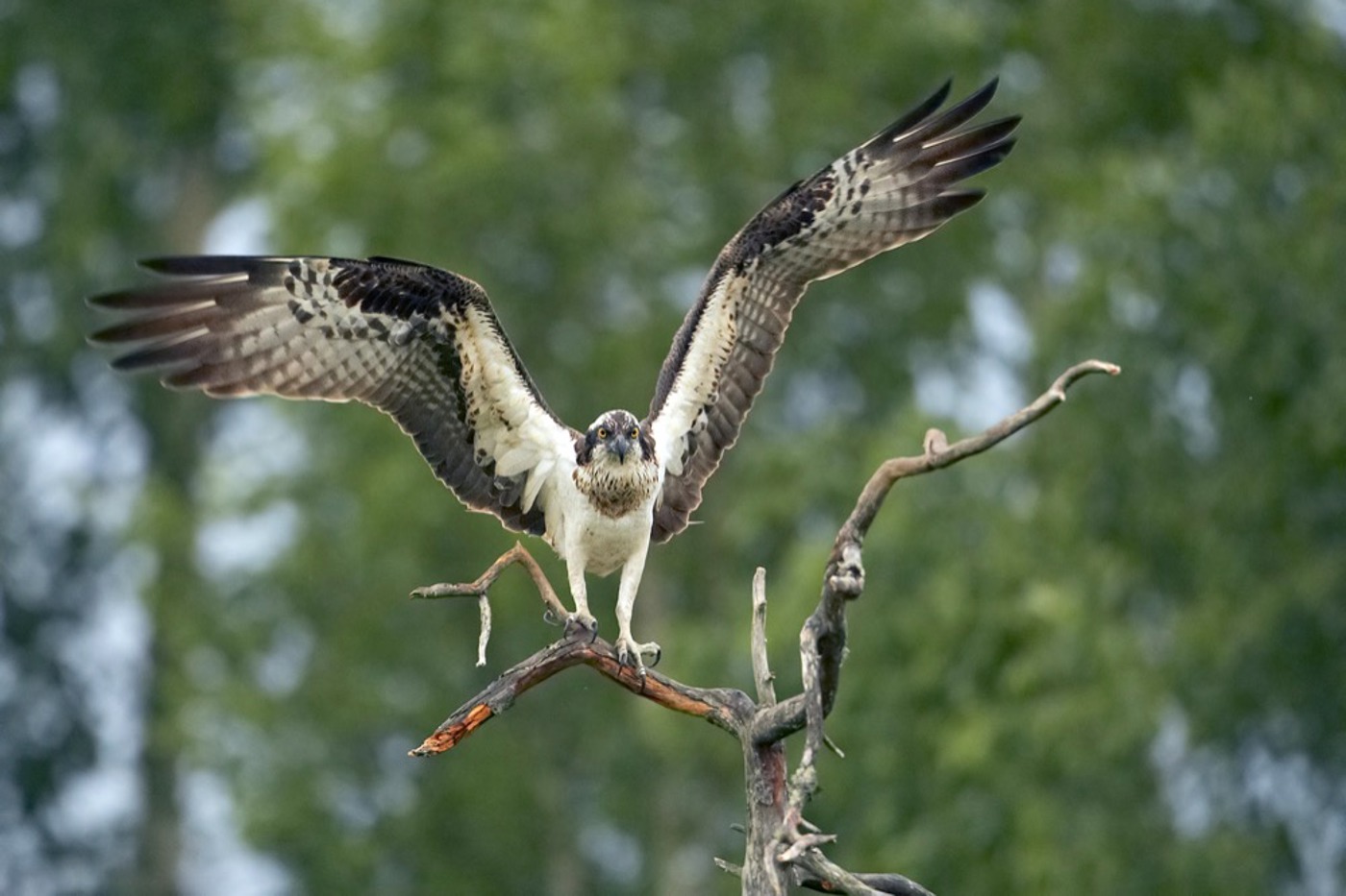 Der Fischadler ist kontrastreicher gefärbt  und mit einer Flügelspannweite von 145 bis 170 Zentimetern einiges kleiner als der  Steinadler (190 bis 230 cm). © Markus Varesvuo / naturepl.com