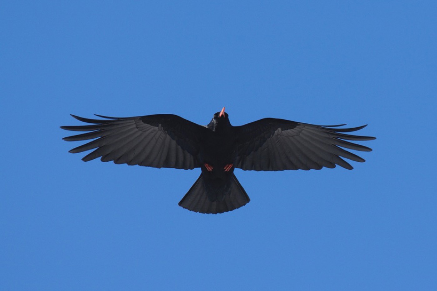 AK 01 Alpenkraehe 18 Pkeusch