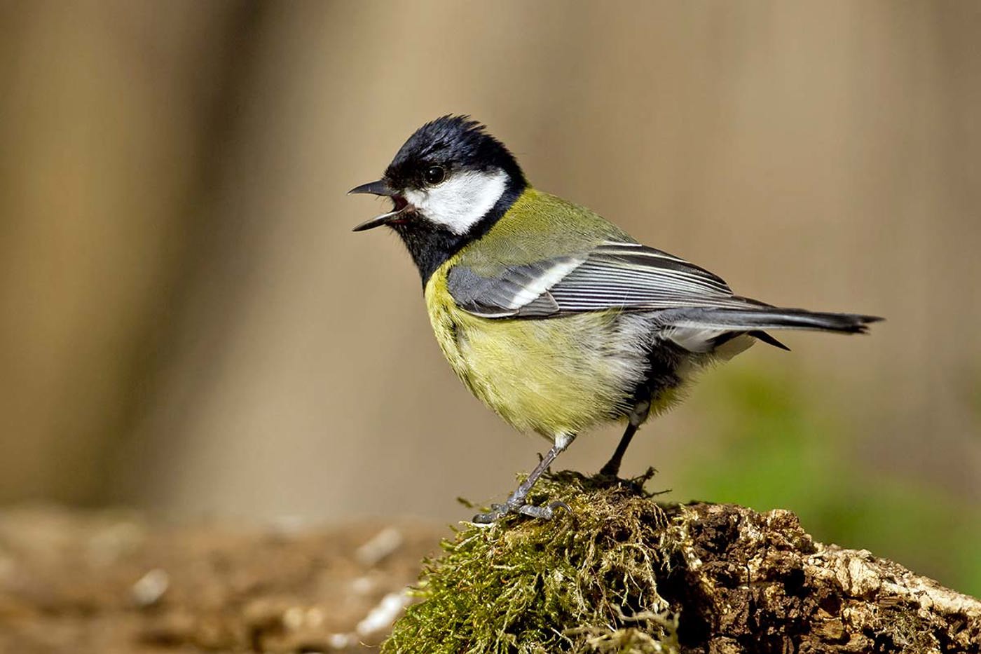 Hören Sie die Kohlmeise im Bild singen? © Marcel Burkhardt