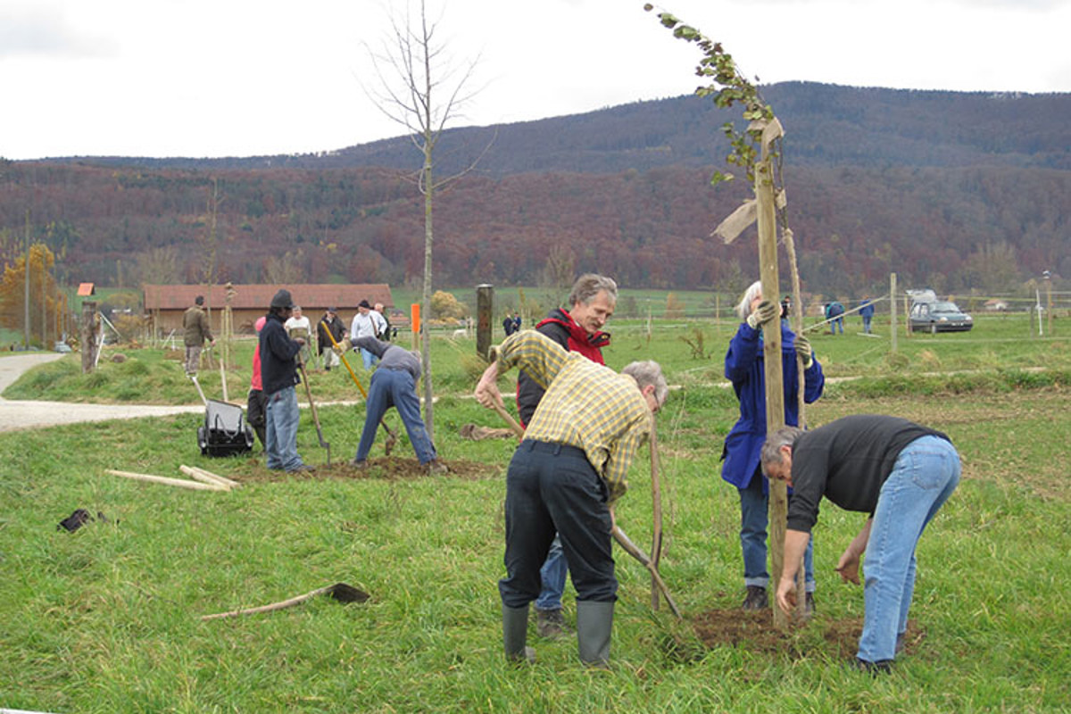 SK Baumpflanzungroderdorf1110 HRS02