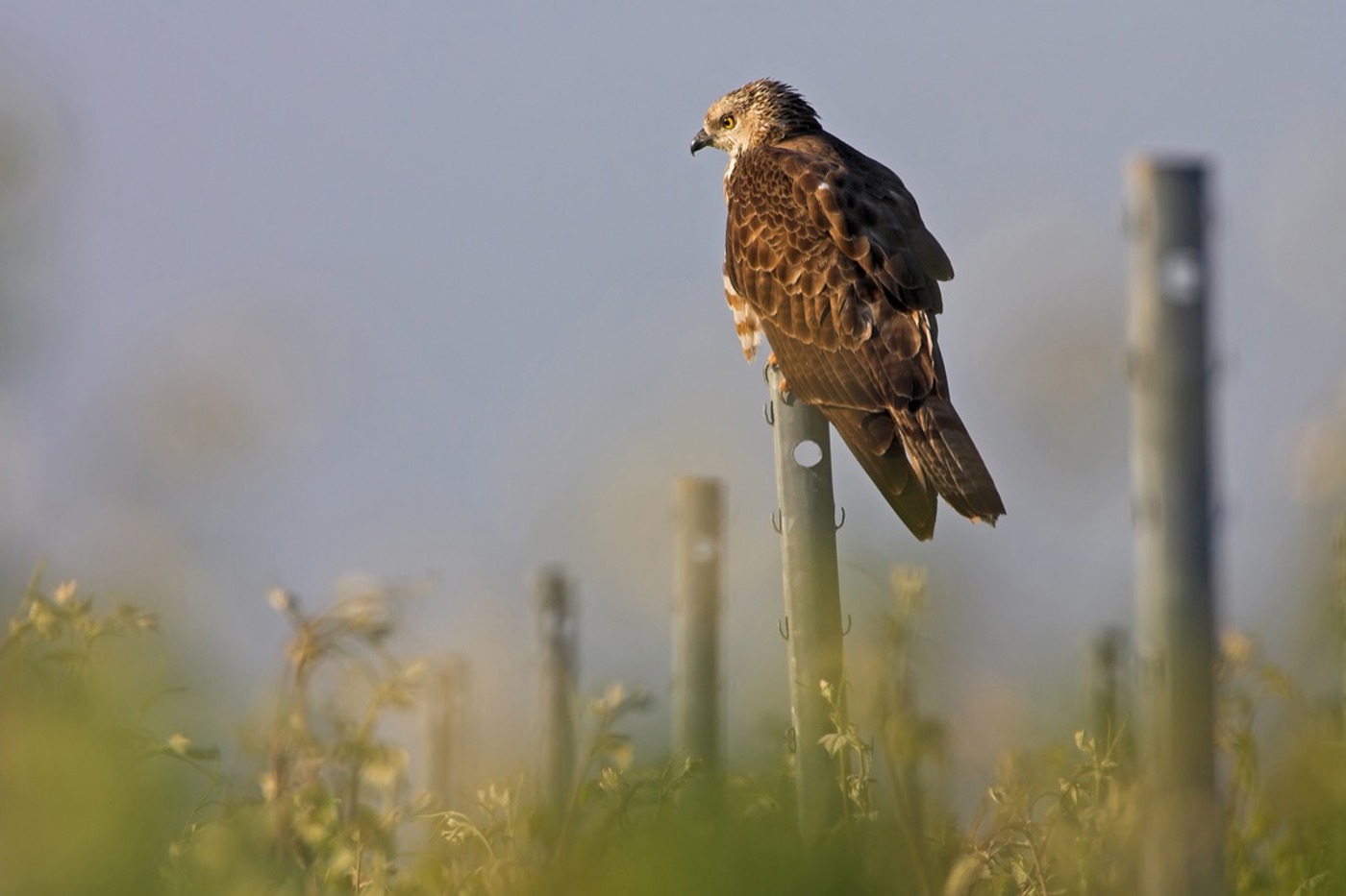 So frei auf einer Sitzwarte ist der Wespenbussard nur selten zu  sehen. Lieber versteckt er sich im Wald oder am Waldrand. © Mathias Schäf
