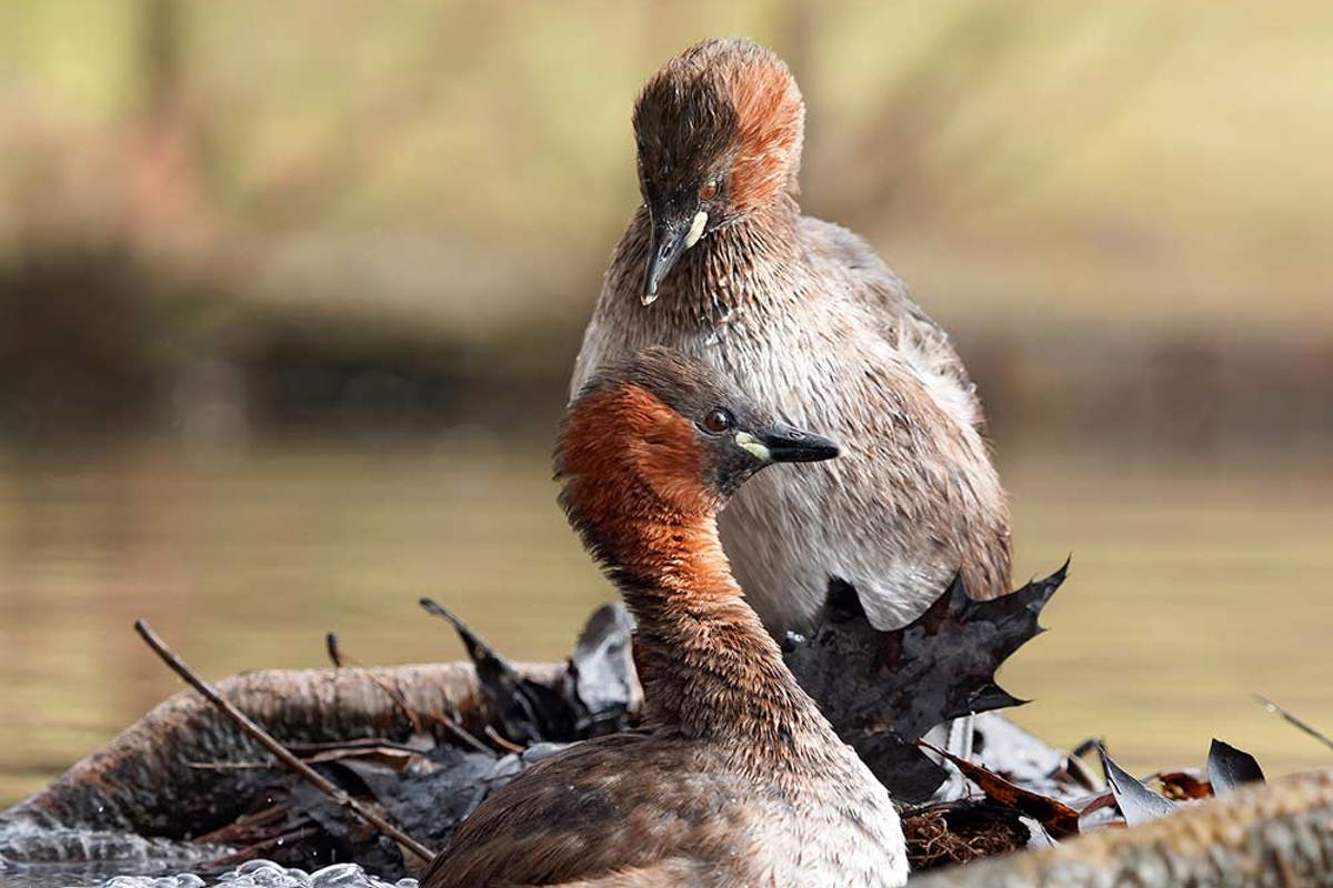 Zwergtaucher Balz Wassertreten Jungbluth P3080268 1920X