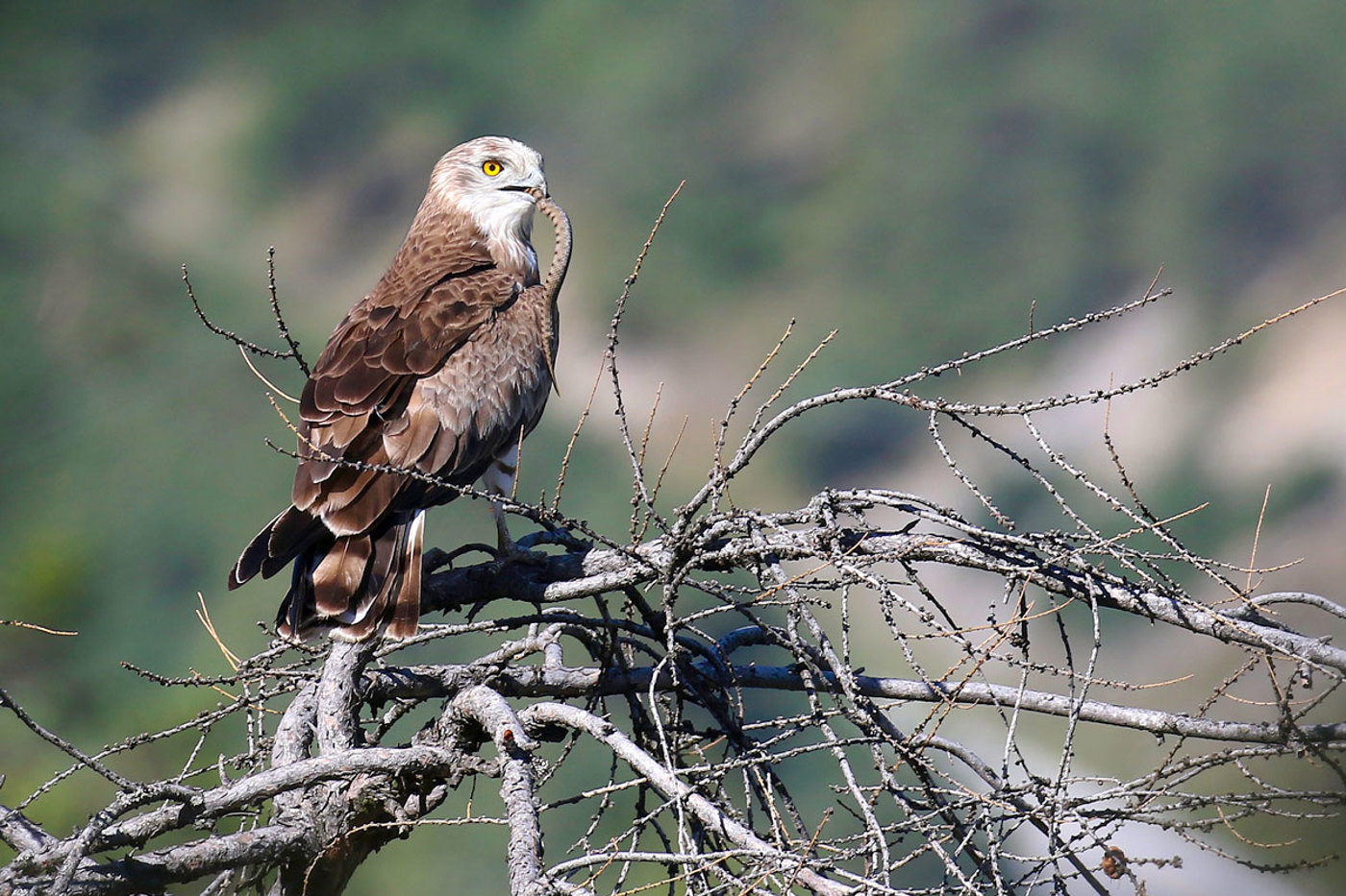 Schlangenadler erbeuten in der Schweiz vor allem Aspisvipern. Im Bild ein adultes Männchen. Diese haben normalerweise einen dunklen Kopf, doch die Färbung der Schlangenadler ist sehr variabel! © Lionel Maumary