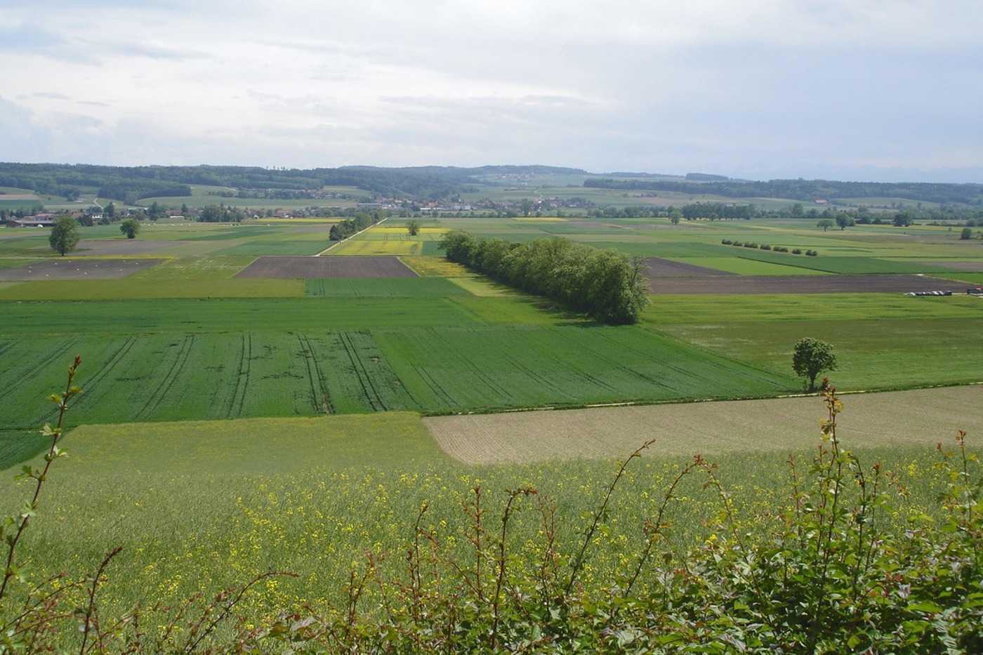 Die Grenchner Witi wird intensiv bewirtschaftet. Damit haben vor allem die Bodenbrüter grosse Mühe. © Ariane Hausammann