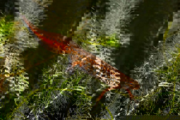 Amph Fadenmolch Npl 01352239