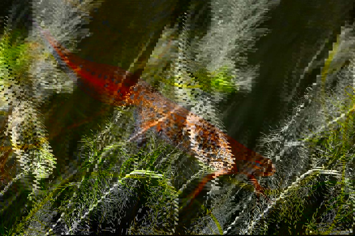 Der Fadenmolch ist ein typischer Bewohner von Waldgewässern. © Stephen Dalton / naturepl.com