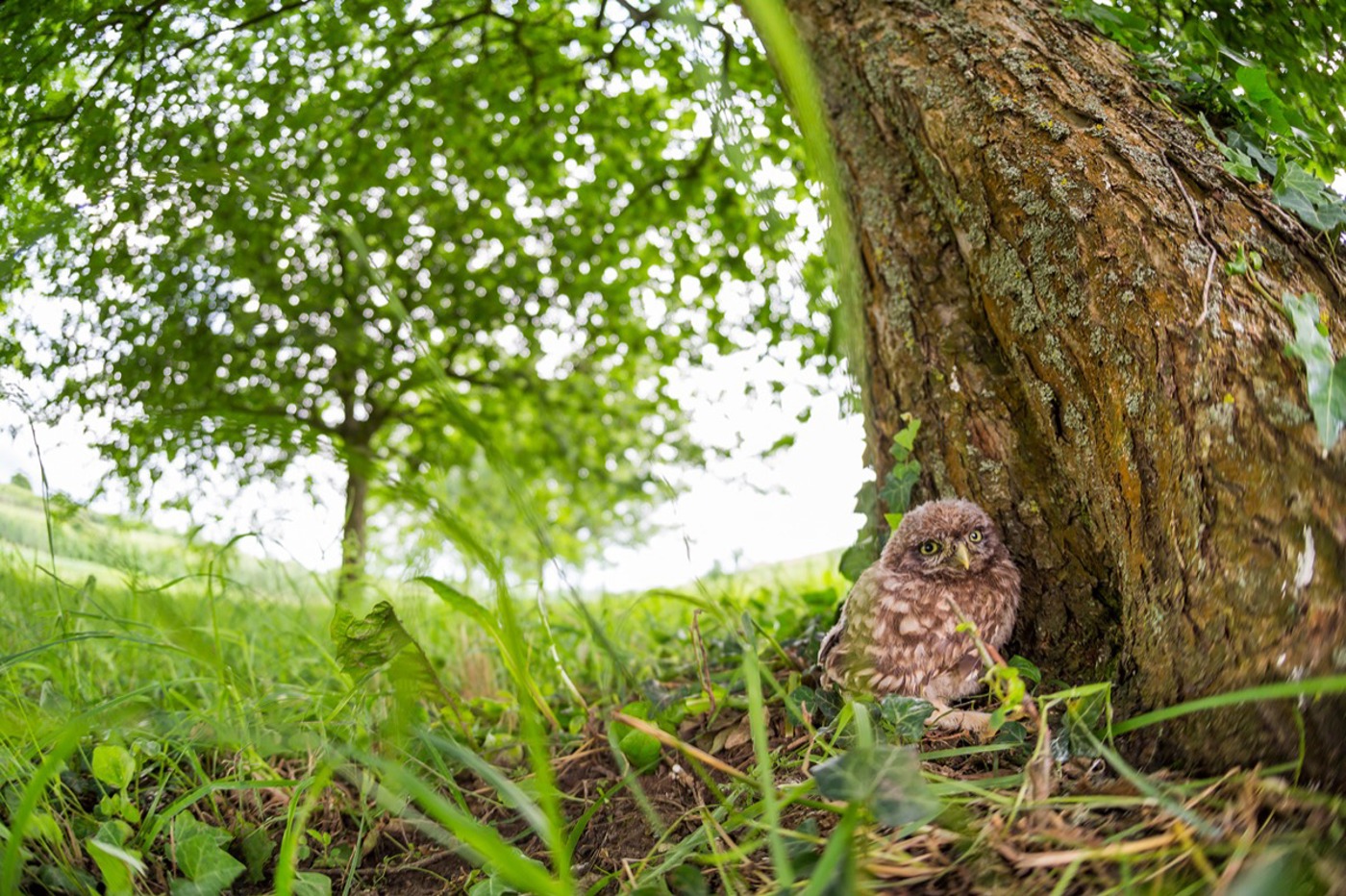 SK Jungvogel2 Ralphmartin